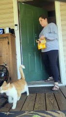 Cat Figures Out How to Knock on Door