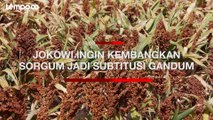 Jokowi Ingin Kembangkan Sorgum Sebagai Subtitusi Gandum, Ekonom: Belum Bisa