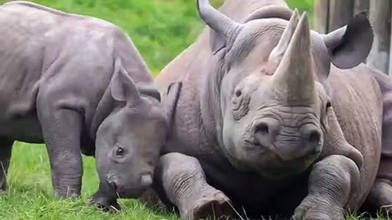 FUNNY...!!! BABY RHINO
