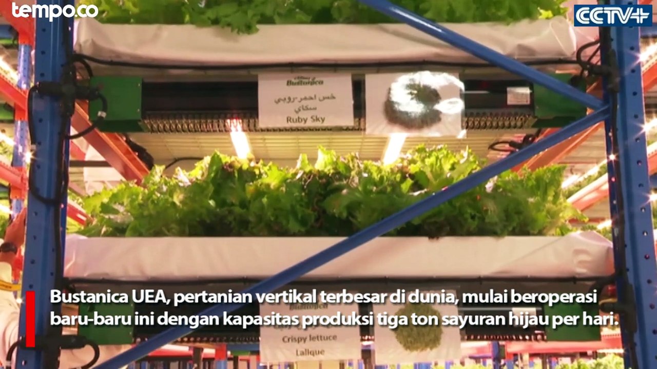 Pertanian Vertikal Terbesar di Dunia Beroperasi di Dubai