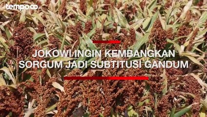 Jokowi Ingin Kembangkan Sorgum Sebagai Subtitusi Gandum, Ekonom Belum Bisa