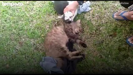 Jenderal Bintang 1 Jadi Pelaku Penembakan Banyak Kucing di Sesko TNI Bandung