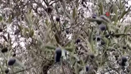 Dünya'nın en kaliteli sofralık zeytinleri dalından toplanmaya başladı