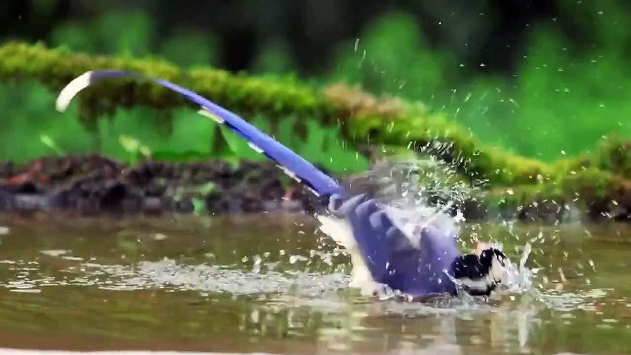 A VERY BEAUTIFUL BIRD