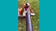 Funny Animal Videos Part 24 Funny Dog Memes Compilation Of 2022