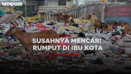 Potret Pilu Puluhan Kambing Mengais Sampah Akibat Kesulitan Mencari Makan