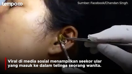Penampakan Ular Masuk ke Telinga Wanita