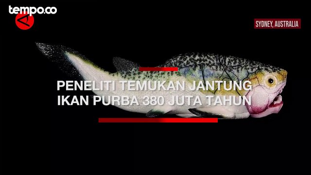 Peneliti Temukan Jantung Ikan Purba Berusia 380 Juta Tahun