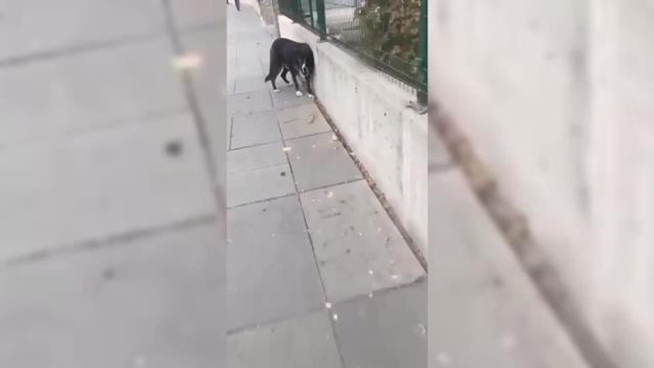 Mamak Belediyesi Ekipleri Küpeli Bir Köpeği, Ankara Barosu Hayvan Hakları Merkezi Başkanı Gürsoy'un Tüm İtirazlarına Barınağa Götürdü.