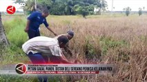 Ada Dugaan Kelainan Padi, Petani di Deli Serdang Jadi Gagal Panen