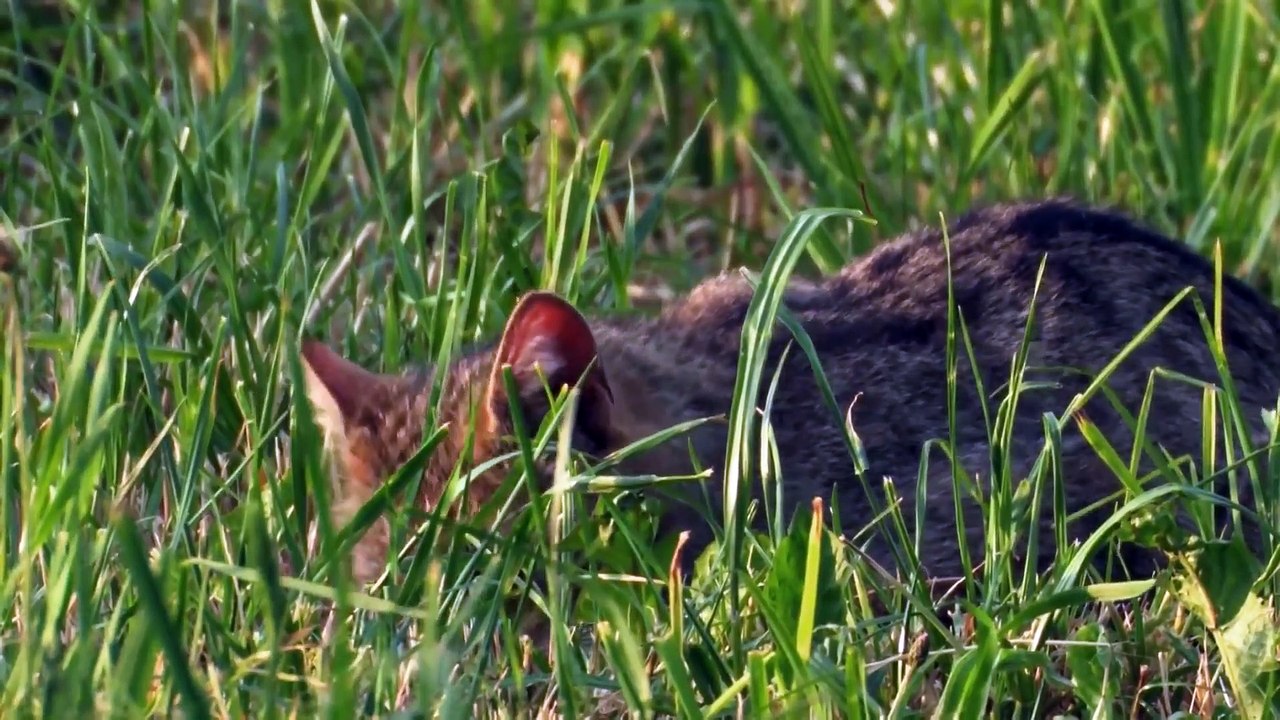 Big Cats - The Lynx is Back