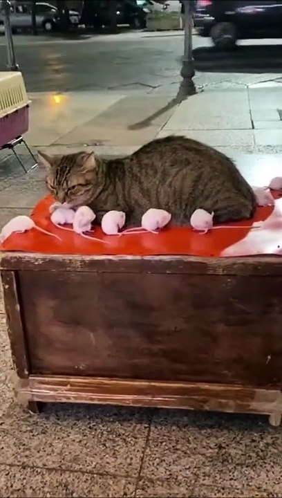 Ce chat se fait toiletter... par des souris