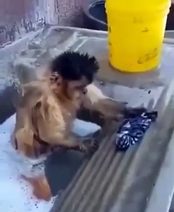 C'est le jour de la lessive... même pour les singes