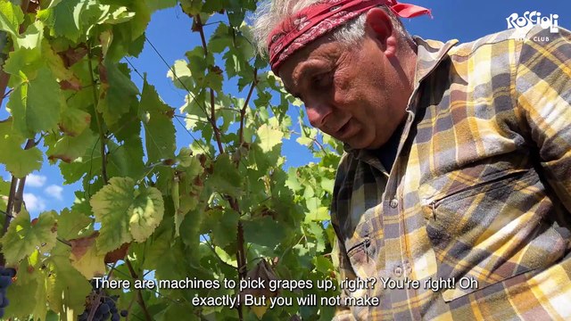 In vigna per raccontare la vendemmia più calda