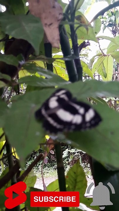 Beautiful Butterfly