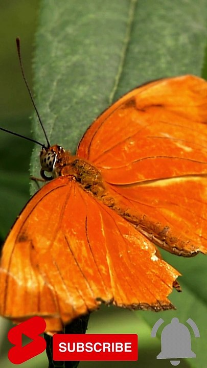 Beautiful Butterfly