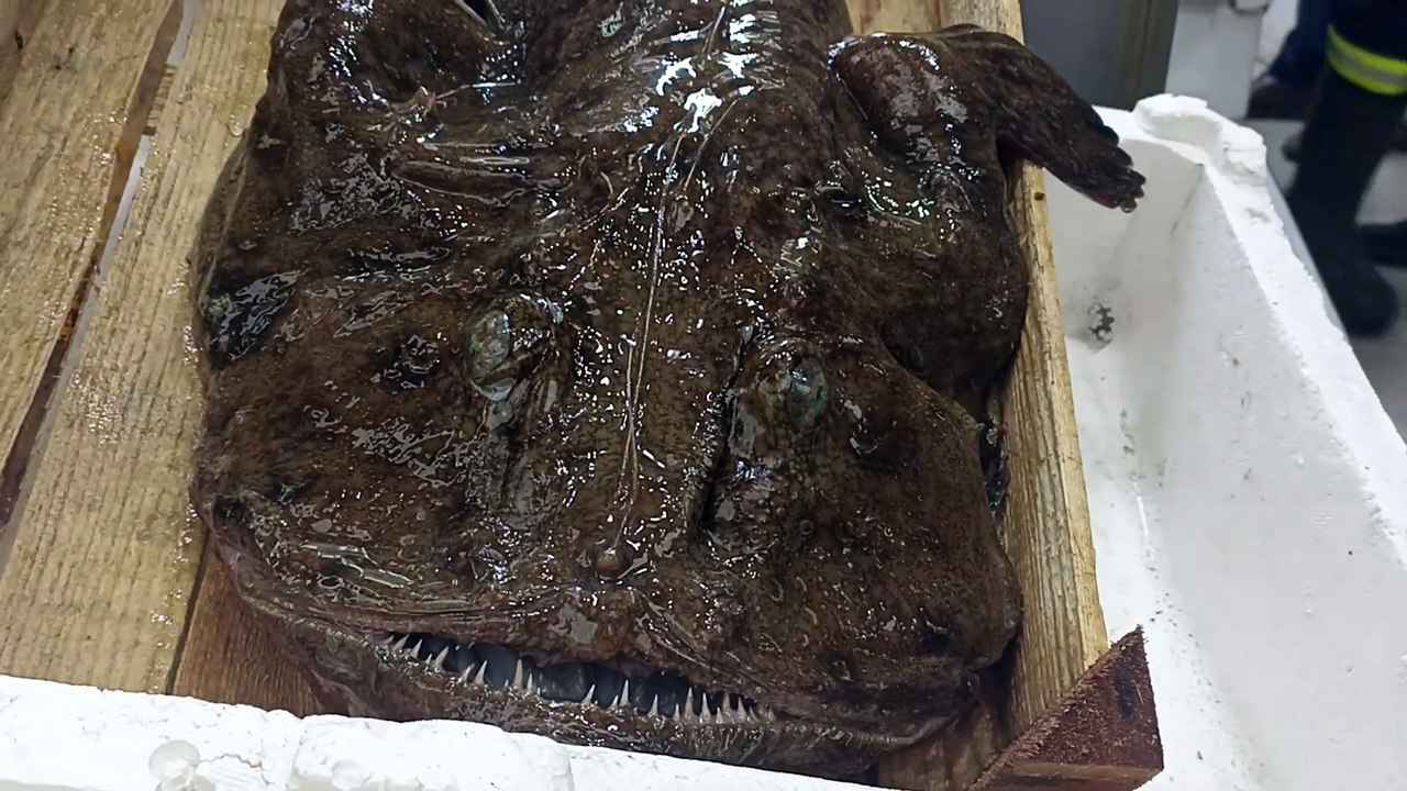 Monk Fish