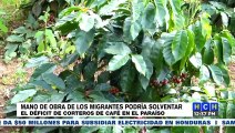 Mano de obra de migrantes podría solventar el déficit de corteros de café en El Paraíso