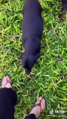 Dogs Funny Momment | Cute Dogs Compilation