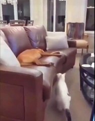 naughty cute cat make fooling Dog