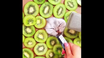 Funny Animal Videos That Are IMPOSSIBLE Not To Laugh At  (CUTE) II