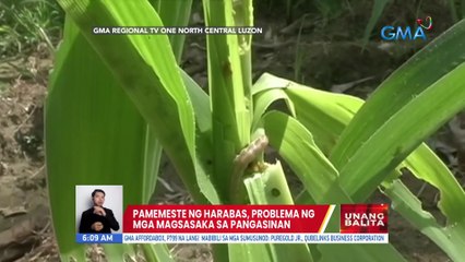 Pamemeste ng harabas, problema ng mga magsasaka sa Pangasinan | UB