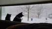 Cats Captivated by Snowfall