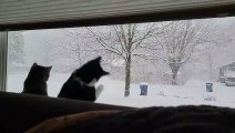 Cats Captivated by Snowfall