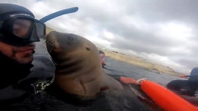 Sea Lion Smooches While Snorkeling