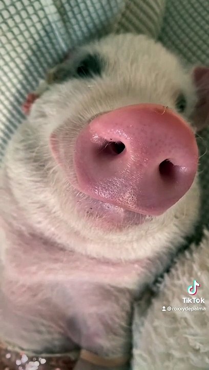 Best Dressed Piggy