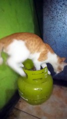 KUCING MENCARI MAKAN