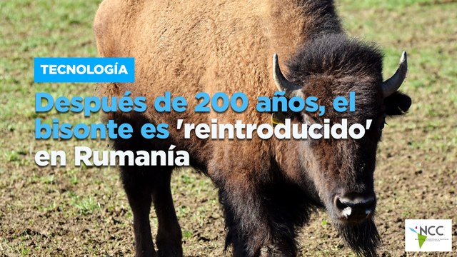 Después de 200 años, el bisonte es 'reintroducido' en Rumanía