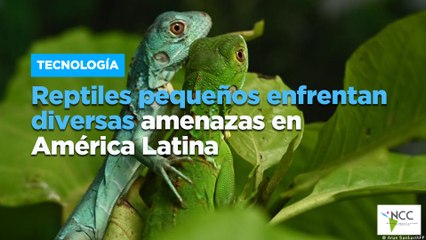 Reptiles pequeños enfrentan diversas amenazas en América Latina