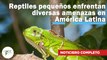 Reptiles pequeños enfrentan diversas amenazas en América Latina |502| 28 noviembre-4 diciembre 2022