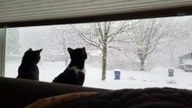 Cats Captivated by Snowfall