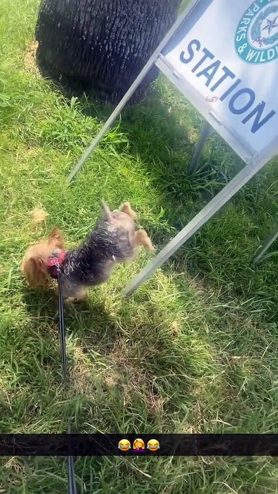 Pooch's Peculiar Potty Posture