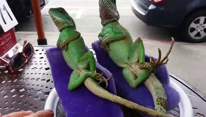 Animal Videos For When You Are Stressed