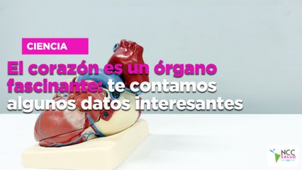 Download Video: El corazón es un órgano fascinante: te contamos algunos datos interesantes