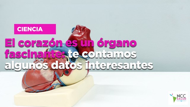 El corazón es un órgano fascinante: te contamos algunos datos interesantes