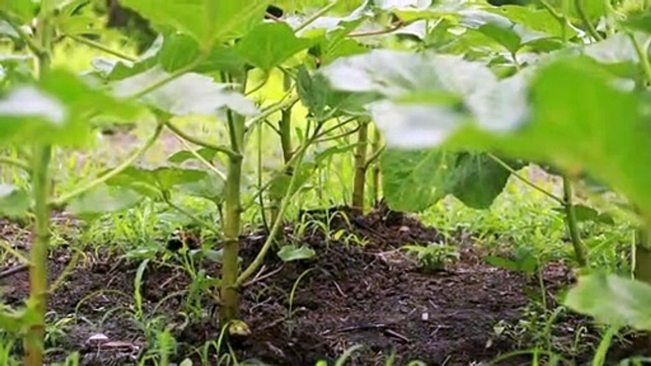 YOUTH AGRI HOMESTEAD PROGRAMME LAUNCH