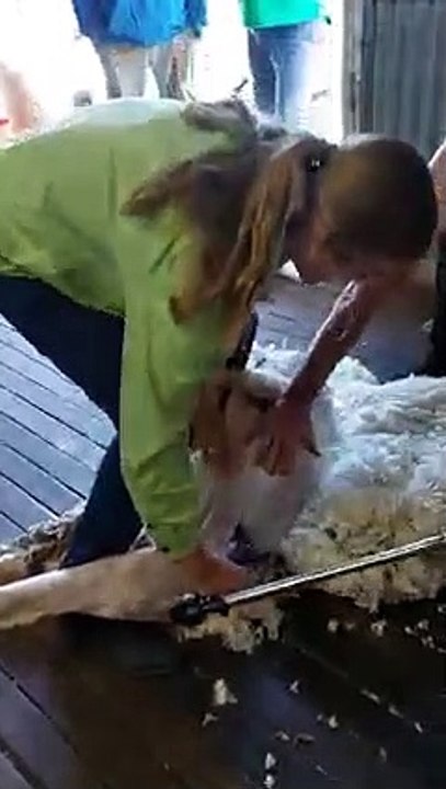 St Raphael's Shearing Class|November, 25, 2022|Cowra Guardian