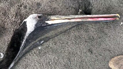 Perú emite alerta sanitaria por casos de influenza aviar