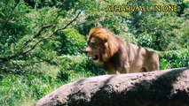 Wild Animals Collection in 4k,Wild Animal 4k Video #wildanimals #wildlife @atharvallinone