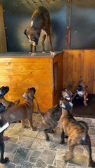 Boxer Mama Toys with Pups From on Top of Dog House