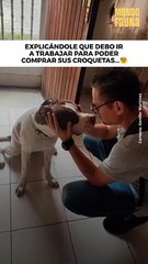 Debo ir a trabajar 'Firulais'...