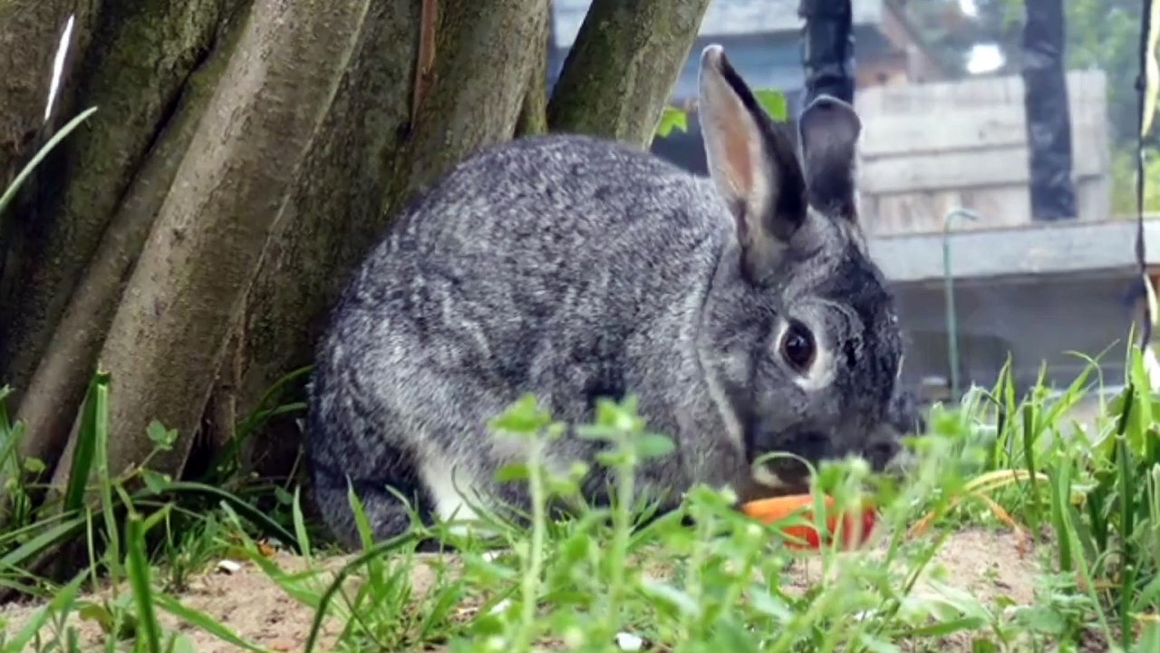 Top Videos of Funny Animals 26