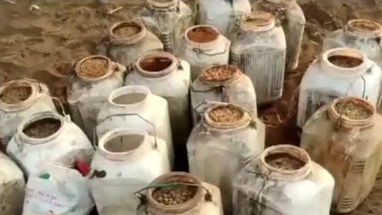 सोहागपुर:आबकारी विभाग की ताबड़तोड़ कार्रवाई, 50 हजार की कच्ची महुआ शराब की गई जब्त