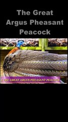 Argus Pheasant Peacock #shorts#youtubeshorts