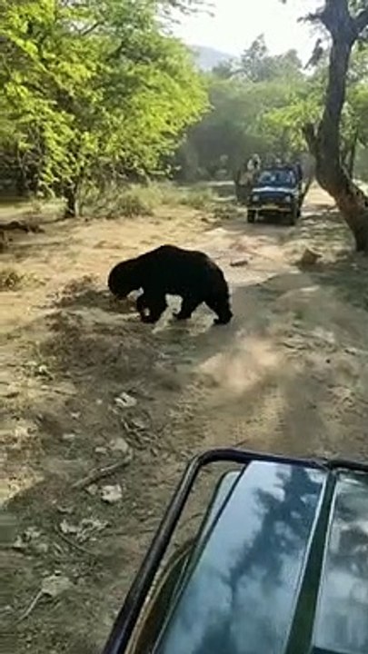 पर्यटकों को भायी भालू की अठखेलियां