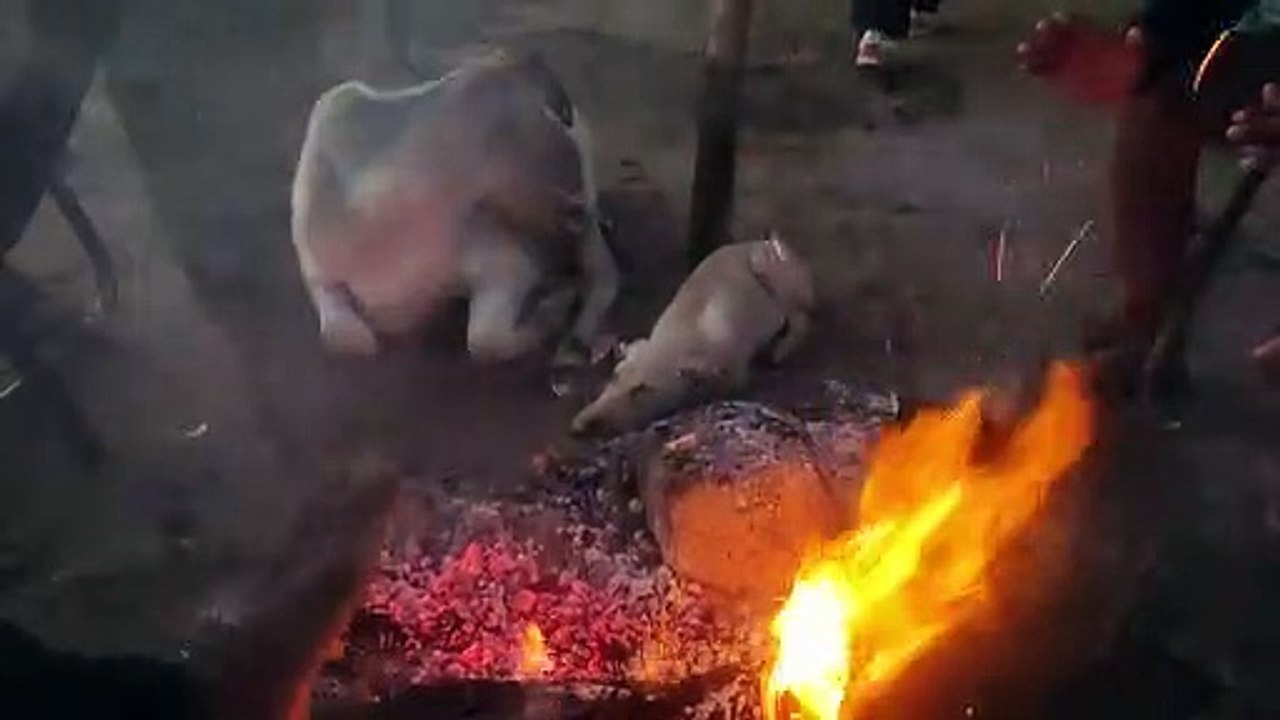 राजस्थान में यहां सर्दी का 'थर्ड डिग्री' टॉर्चर...